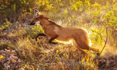 Após onze meses recebendo treinamento intensivo para se adaptar às condições da vida selvagem, a lobo-guará Jurema