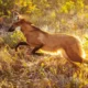 Após onze meses recebendo treinamento intensivo para se adaptar às condições da vida selvagem, a lobo-guará Jurema