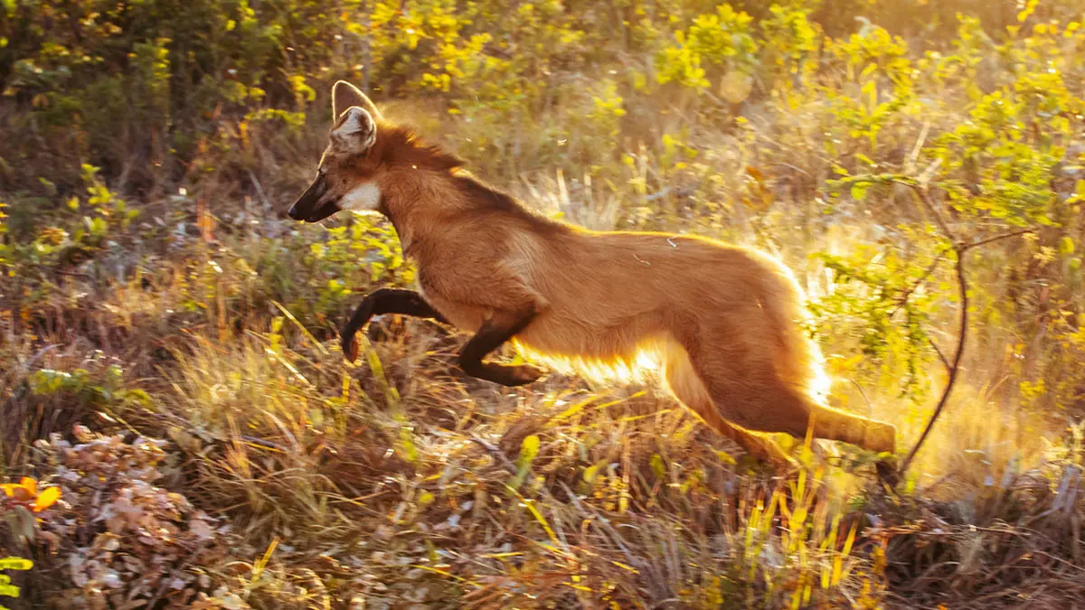 Após onze meses recebendo treinamento intensivo para se adaptar às condições da vida selvagem, a lobo-guará Jurema