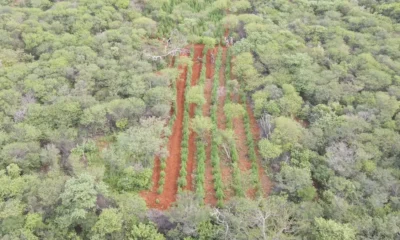 As Polícias Militar e Federal desmontaram nesta quinta-feira (18), uma plantação de maconha que renderia 1 tonelada do entorpecente.