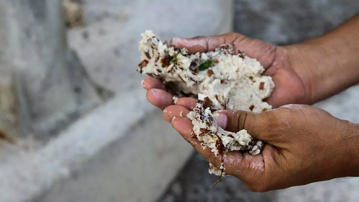 A mandiocultura do Sudoeste Baiano está passando por uma revolução impulsionada pela utilização de novas tecnologias e