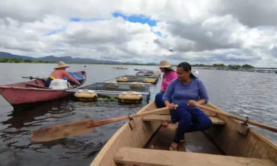 As mulheres que integram o grupo de piscicultoras de Taquari, no município de Itiúba, estão inovando na criação de tilápia para assegurar