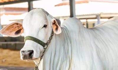 figurando entre os dez maiores rebanhos do Brasil, celebra a conquista histórica da suspensão da vacinação contra a febre aftosa,