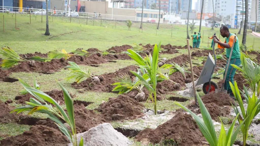 Duas mil novas mudas de coqueiro foram plantadas na manhã desta segunda-feira (17), na orla do Jardim de Alah. A ação foi realizada pela