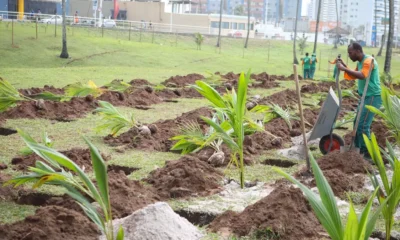 Duas mil novas mudas de coqueiro foram plantadas na manhã desta segunda-feira (17), na orla do Jardim de Alah. A ação foi realizada pela