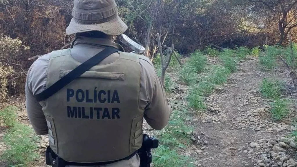 Nesta terça-feira (2), policiais da 25ª CIPM erradicaram mil pés de uma plantação de maconha em Casa Nova, a cerca de 600