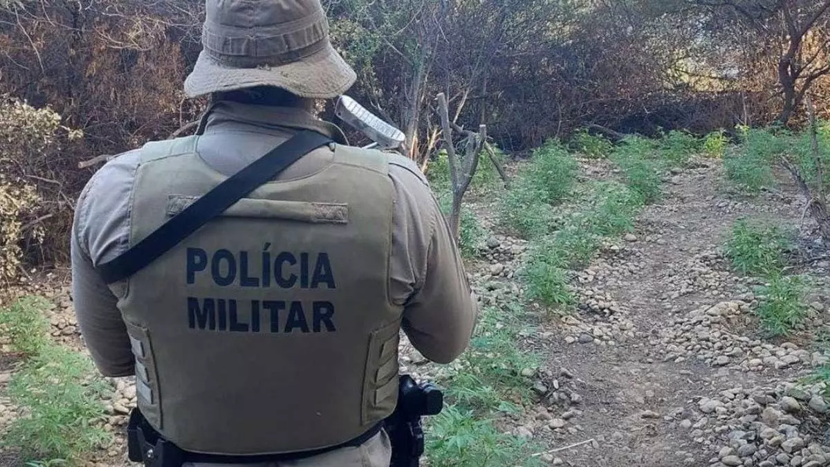 Nesta terça-feira (2), policiais da 25ª CIPM erradicaram mil pés de uma plantação de maconha em Casa Nova, a cerca de 600