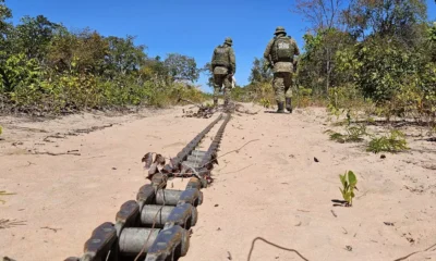 Entre agosto de 2023 e julho de 2024, a Bahia registrou uma expressiva redução de 52,4% no desmatamento do bioma Cerrado, conforme dados