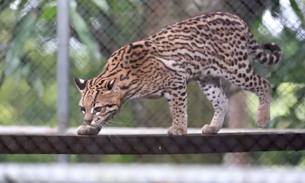 O Centro de Animais Silvestres (Cetas) do Instituto do Meio Ambiente e Recursos Hídricos (Inema), em Salvador, acolheu,