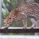 O Centro de Animais Silvestres (Cetas) do Instituto do Meio Ambiente e Recursos Hídricos (Inema), em Salvador, acolheu,