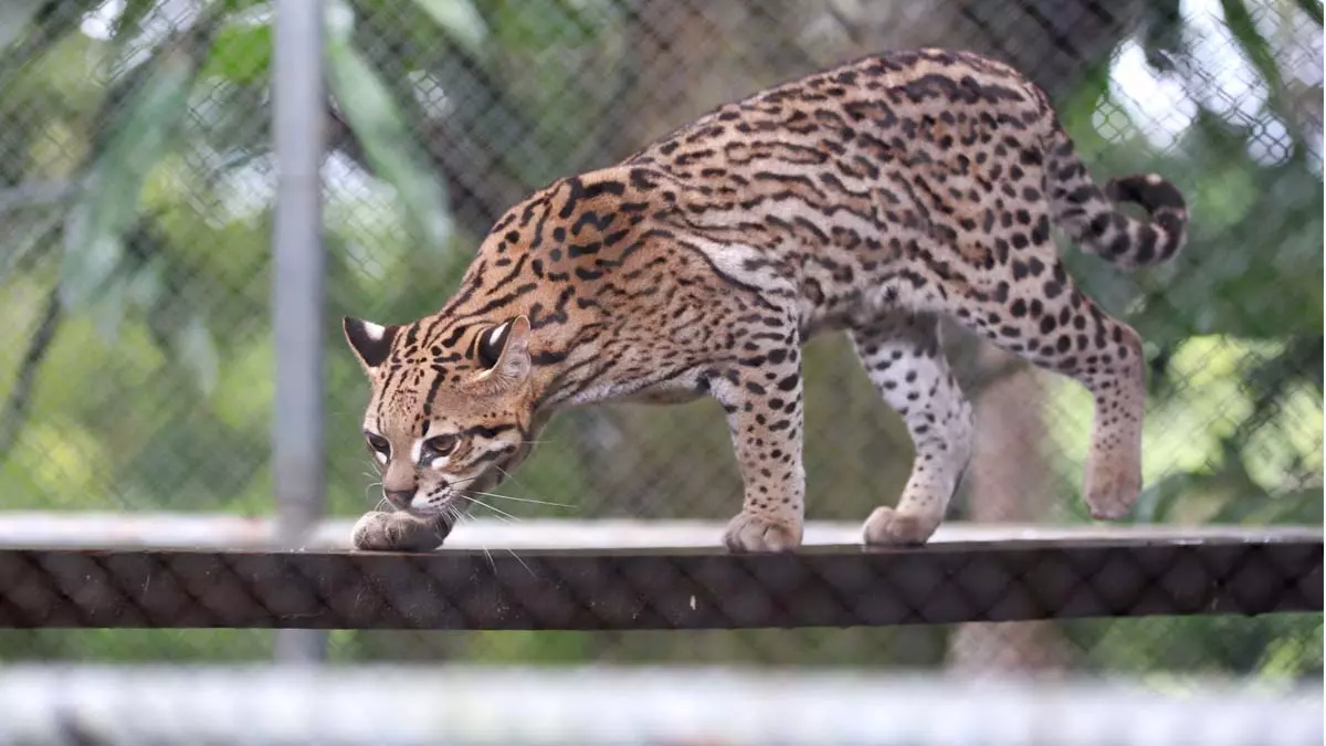 O Centro de Animais Silvestres (Cetas) do Instituto do Meio Ambiente e Recursos Hídricos (Inema), em Salvador, acolheu,