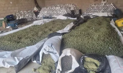 e da Polícia Federal resultou na apreensão de mais de duas toneladas de maconha na cidade de Sebastião Laranjeiras. 