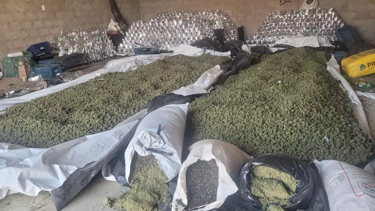 e da Polícia Federal resultou na apreensão de mais de duas toneladas de maconha na cidade de Sebastião Laranjeiras. 