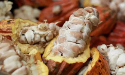 Brilhando como cenário de novela líder de audiência em Portugal, a zona turística Costa do Cacau segue como instrumento