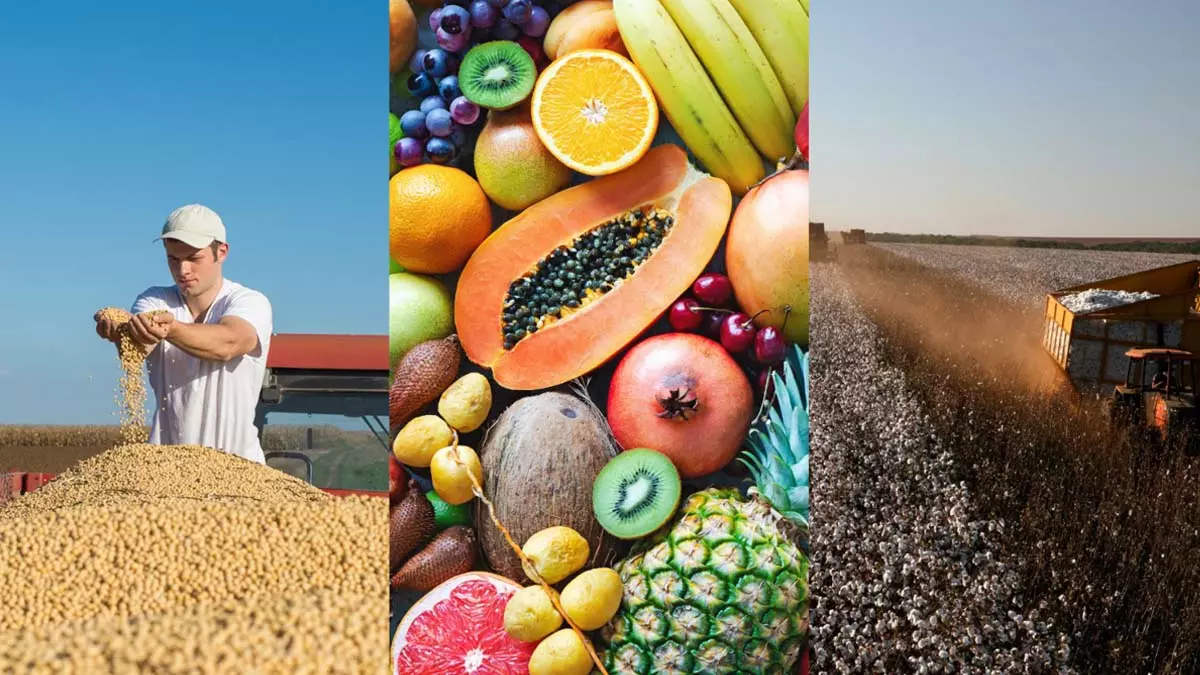 A Bahia se destaca como a grande potência do agronegócio no Nordeste, com nada menos que 8 de seus municípios entre