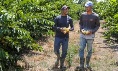 fortalecem desde a base de produção até a comercialização de produtos como as polpas de frutas produzidas na agroindústria da  