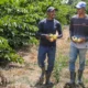 fortalecem desde a base de produção até a comercialização de produtos como as polpas de frutas produzidas na agroindústria da  