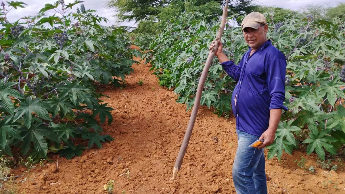 Com a sanção da Lei do Combustível do Futuro, realizada nesta terça-feira (8), pelo Governo Federal, a agricultura familiar da Bahia