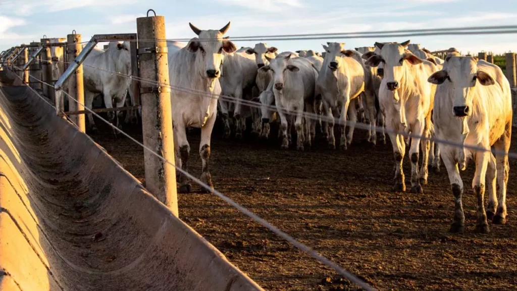 Agência de Defesa Agropecuária da Bahia (Adab), o rebanho bovino baiano alcançou a marca de 13.180.904 cabeças, consolidando