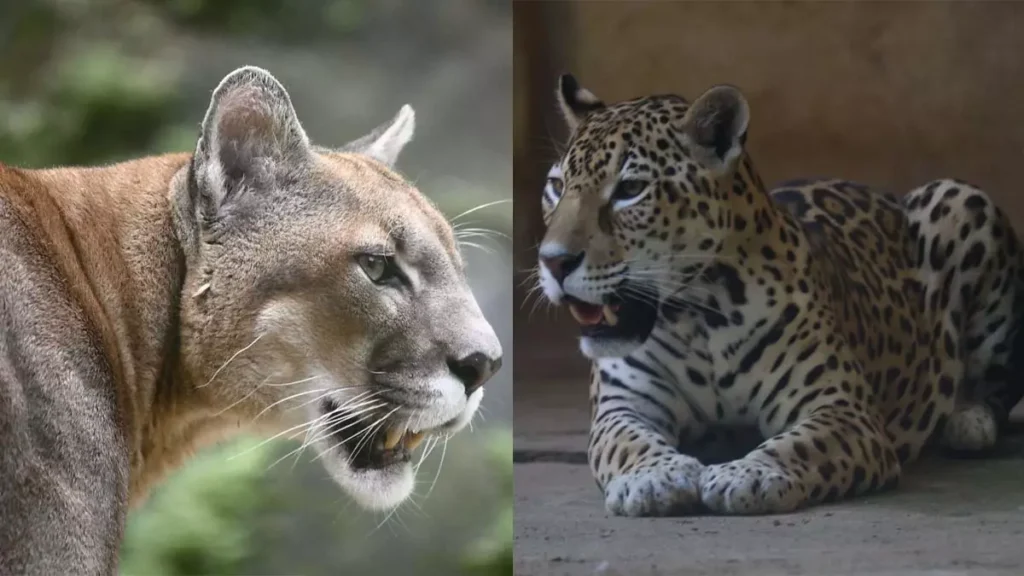 Após passar por reparos, o Felinário estará aberta ao público, neste sábado (12). A reabertura do espaço dedicado aos felinos