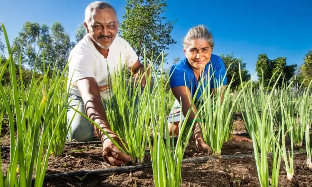 de produtividade e de renda. A produção de alimentos se diversificou. Hoje, ele cultiva hortaliças, mandioca, milho e feijão.