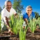 de produtividade e de renda. A produção de alimentos se diversificou. Hoje, ele cultiva hortaliças, mandioca, milho e feijão.