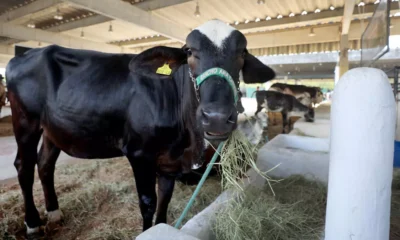 A 33ª edição da Feira Nacional da Agropecuária (Fenagro) encerrou suas atividades no último domingo (8), consolidando-se como um dos maiores