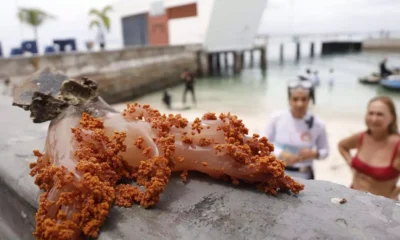 Uma ameaça silenciosa cresce nos recifes da Baía de Todos-os-Santos (BTS): o coral invasor Chromonephthea braziliensis, que pode