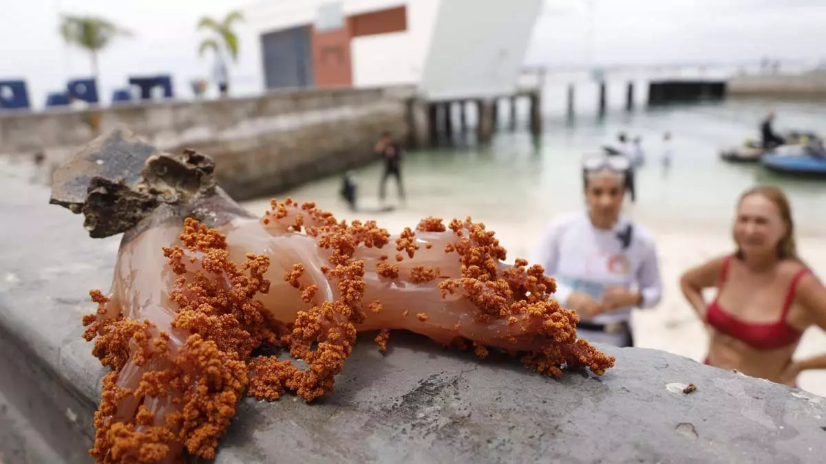 Uma ameaça silenciosa cresce nos recifes da Baía de Todos-os-Santos (BTS): o coral invasor Chromonephthea braziliensis, que pode