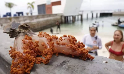 Proteger os recifes de corais da Baía de Todos-os-Santos (BTS) e a biodiversidade marinha tem sido o desafio de uma equipe