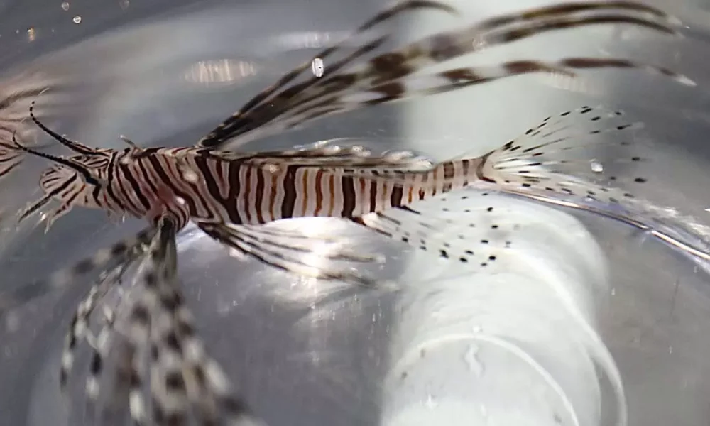 Pela primeira vez, um peixe-leão (Pterois volitans), espécie bioinvasora, foi encontrado e capturado na costa baiana. O registro