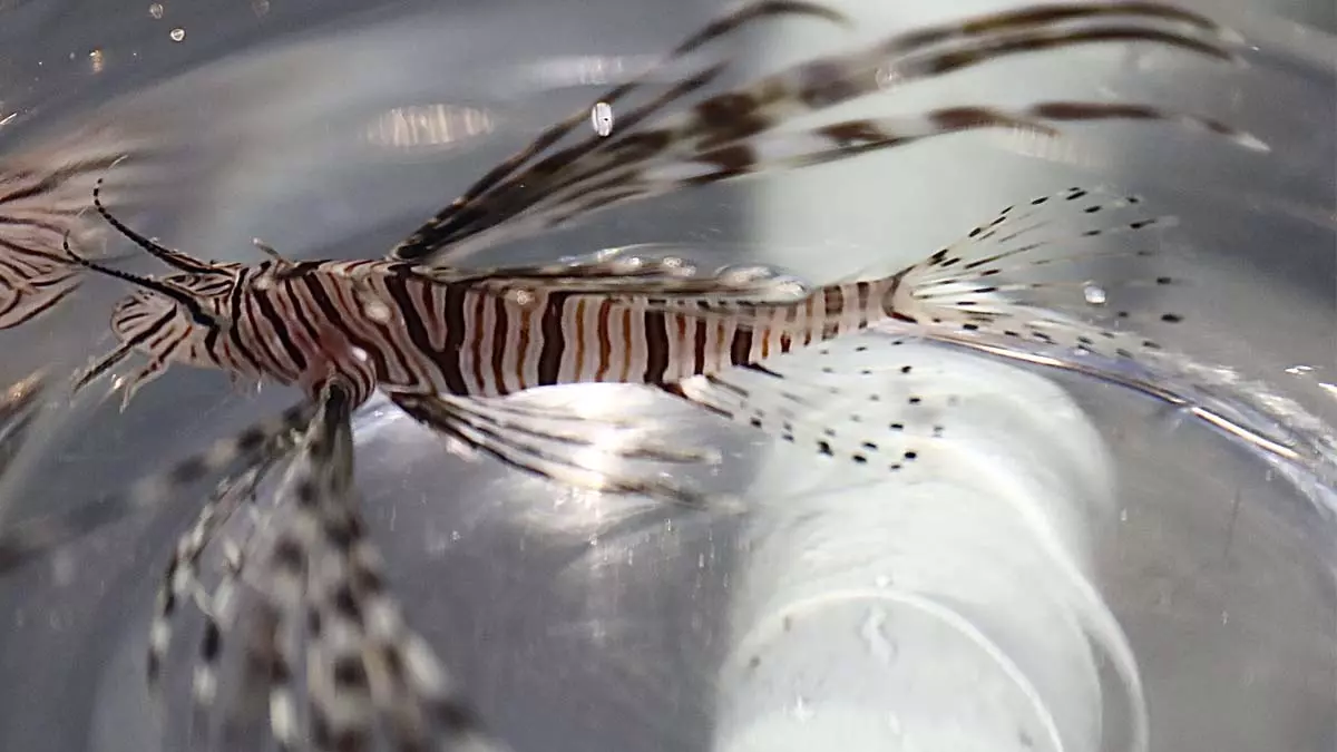 Pela primeira vez, um peixe-leão (Pterois volitans), espécie bioinvasora, foi encontrado e capturado na costa baiana. O registro