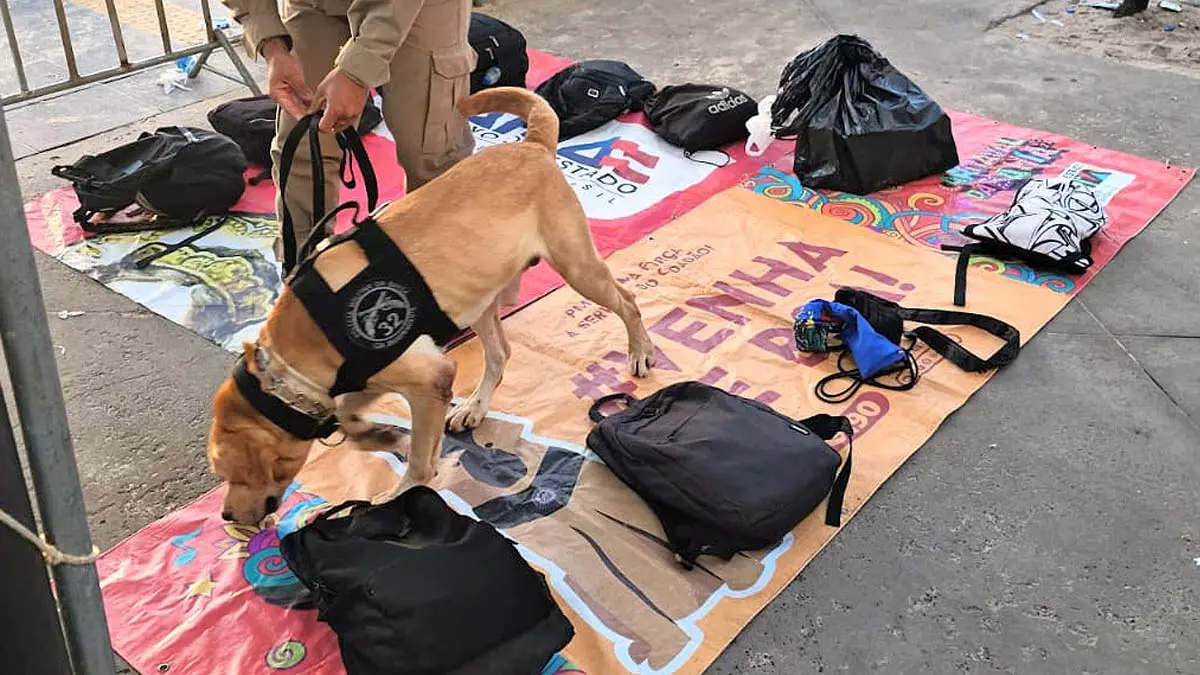 A Companhia de Operações com Cães (COC) do Batalhão de Polícia de Choque tem atuado estrategicamente em alguns dos 47 portais de