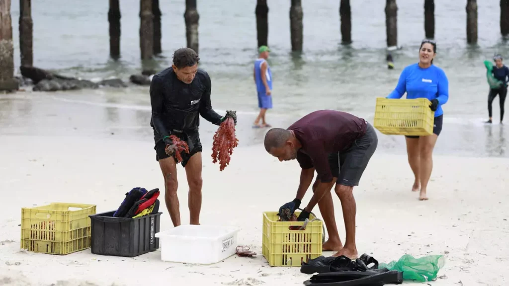 e instituições públicas e privadas iniciou nesta sexta-feira (16), na Ilha de Itaparica, uma operação inédita para remover