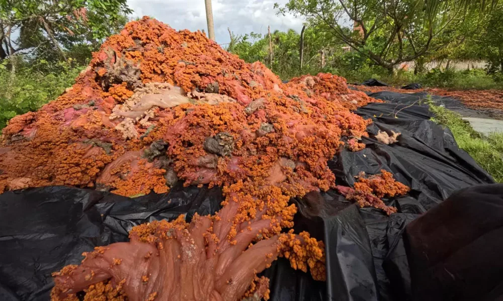 Uma força-tarefa com mais de 20 mergulhadores retirou 2.939,425Kg do coral invasor Chromonephthea braziliensis das