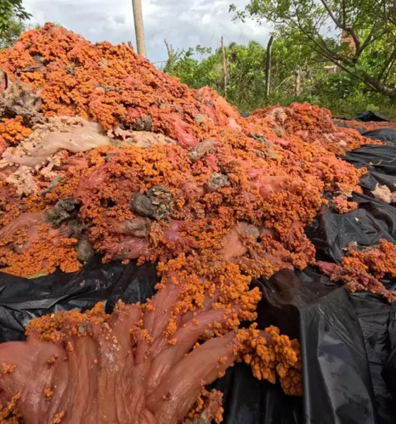 Uma força-tarefa com mais de 20 mergulhadores retirou 2.939,425Kg do coral invasor Chromonephthea braziliensis das
