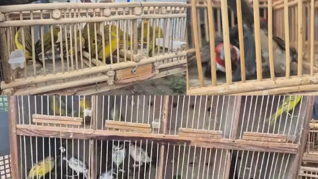 Policiais militares da Companhia de Polícia e Proteção Ambiental (Coppa) resgataram 51 aves silvestres que estavam prestes a serem