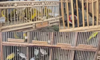 Policiais militares da Companhia de Polícia e Proteção Ambiental (Coppa) resgataram 51 aves silvestres que estavam prestes a serem