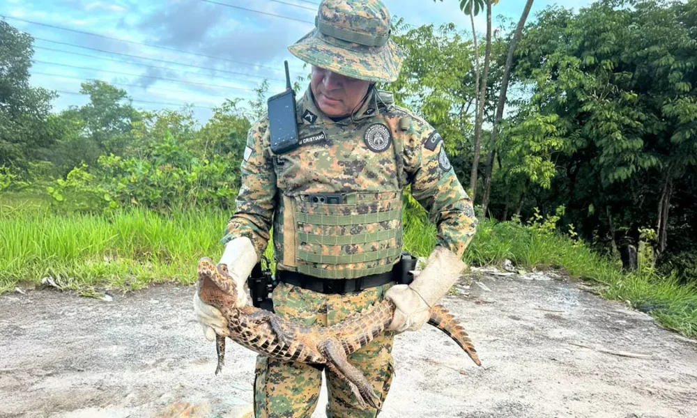como Povoado Fazenda Velha. Ao chegarem, os militares constataram a presença de um jacaré-anão, espécie nativa de ambientes alagados