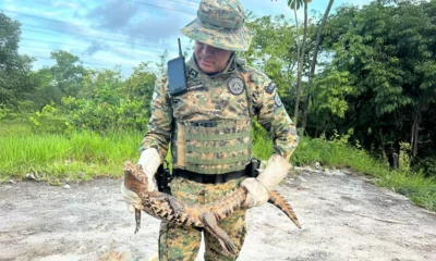 como Povoado Fazenda Velha. Ao chegarem, os militares constataram a presença de um jacaré-anão, espécie nativa de ambientes alagados