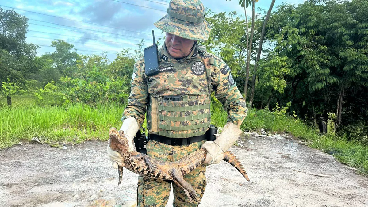 como Povoado Fazenda Velha. Ao chegarem, os militares constataram a presença de um jacaré-anão, espécie nativa de ambientes alagados