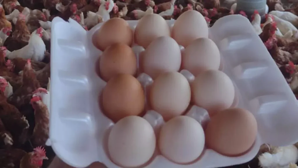 A comunidade tradicional de fundo de pasto Cacimba do Silva, localizada no município de Juazeiro, tem se destacado na produção