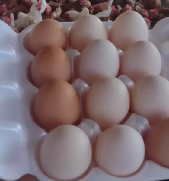 A comunidade tradicional de fundo de pasto Cacimba do Silva, localizada no município de Juazeiro, tem se destacado na produção