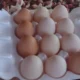 A comunidade tradicional de fundo de pasto Cacimba do Silva, localizada no município de Juazeiro, tem se destacado na produção