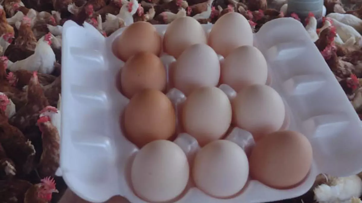 A comunidade tradicional de fundo de pasto Cacimba do Silva, localizada no município de Juazeiro, tem se destacado na produção