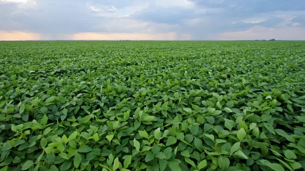 A empresa americana Cargill informou aquisição de nova planta industrial na Bahia ao governo do baiano em comunicado enviado à