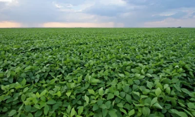 A empresa americana Cargill informou aquisição de nova planta industrial na Bahia ao governo do baiano em comunicado enviado à