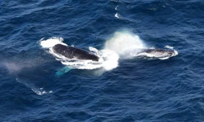 Com a chegada das baleias-jubarte à costa baiana entre julho e outubro, a temporada de avistamento de 2025 já impulsiona o turismo
