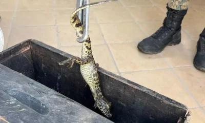 Uma equipe da Companhia Independente de Polícia de Proteção Ambiental (Coppa) resgatou um filhote de jacaré, na manhã desta segunda-feira