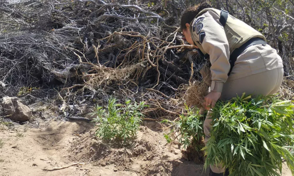 Policiais Militares do 6º BPM apreenderam pés de maconha e detiveram um homem suspeito pelo cultivo da erva, na manhã de quarta-feira (23)